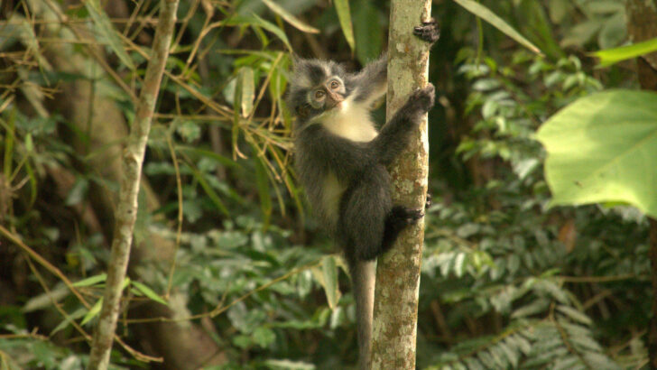 Thomas' langur monkey grips onto a tree in the Gunung Leuser National Park.