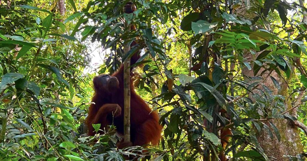 Orangutan holds onto a tree in the Gunung Leuser National Park near Bukit Lawang.