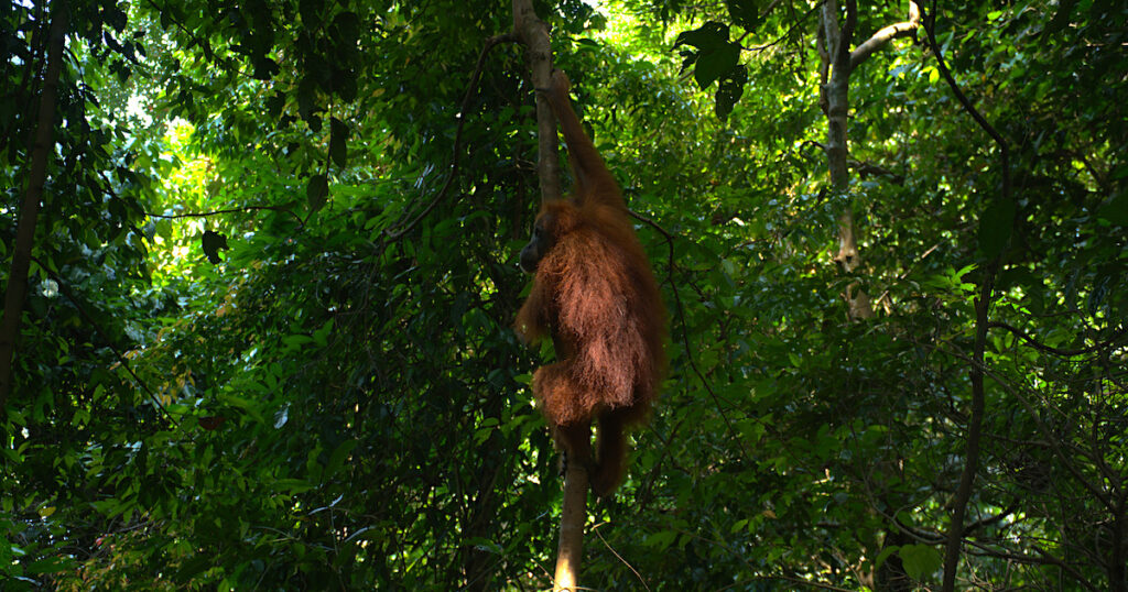 A Sumatran orangutan climbs a tree in the Gunung Leuser National Park.