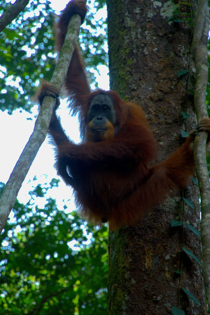 An orangutan swings from two vines in the Gunung Leuser National Park in Bukit Lawang.