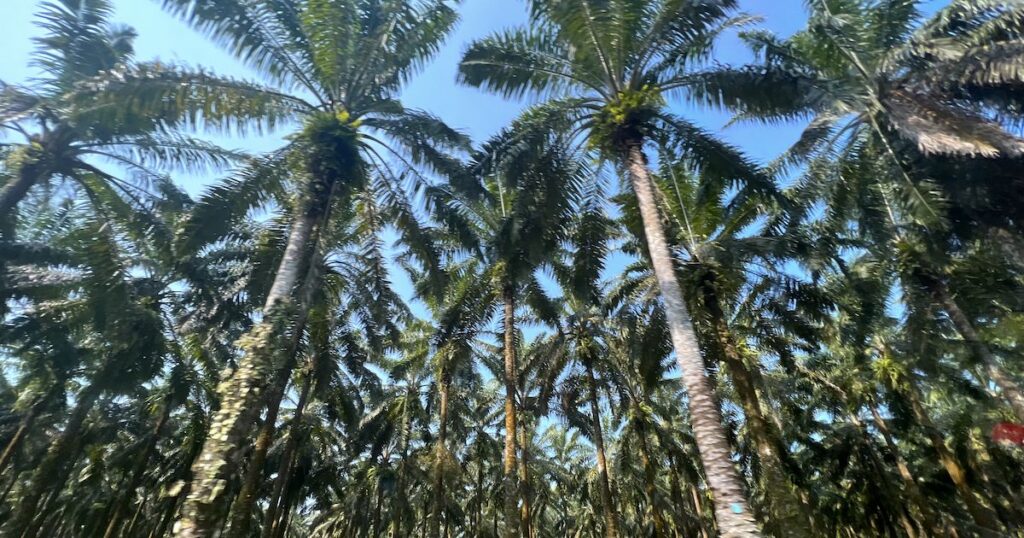 Palm plantations on the drive to Bukit Lawang.