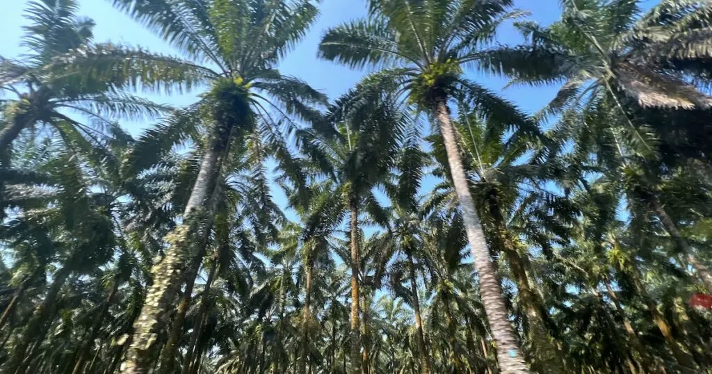 Palm plantations on the drive to Bukit Lawang.