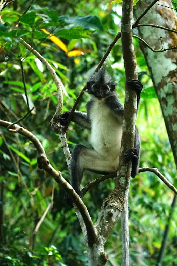 Thomas' langur monkey gazes at the camera in a tree near Bukit Lawang.
