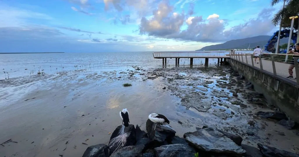 Pelicans sleeping on the rocks next to Cairns esplanade.