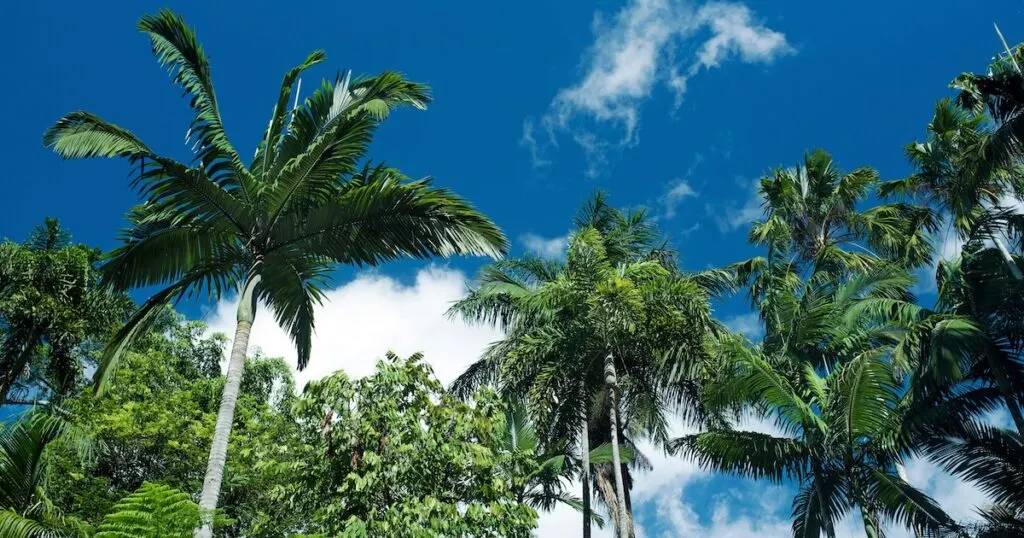 Palm trees over a blue sky at Cairns Botanic Gardens.