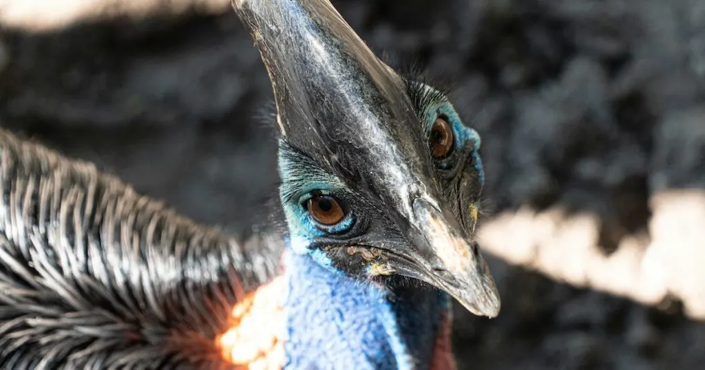 The southern Cassowary pictured in the Daintree Rainforest near Cairns.