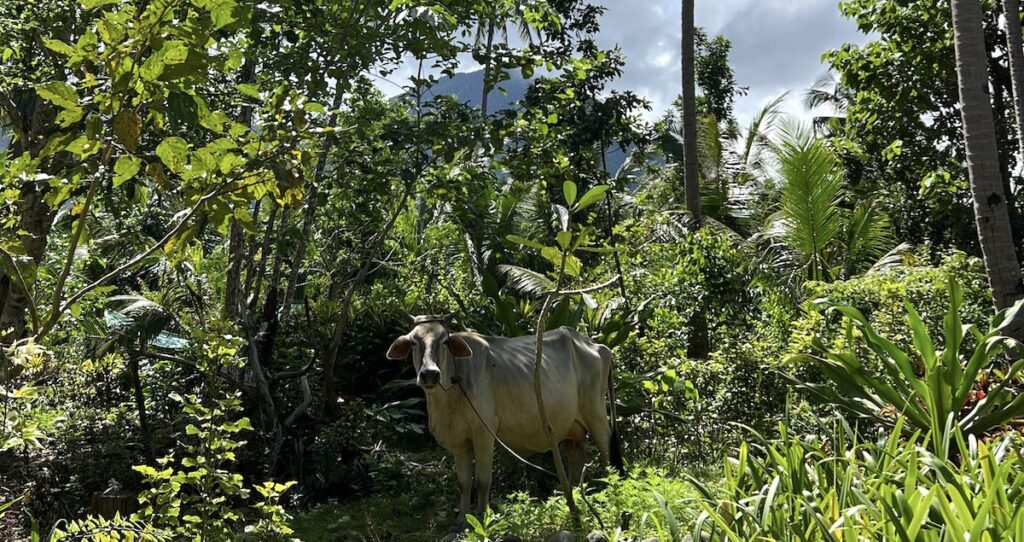 A horned cow is framed by the forest in Palawan.