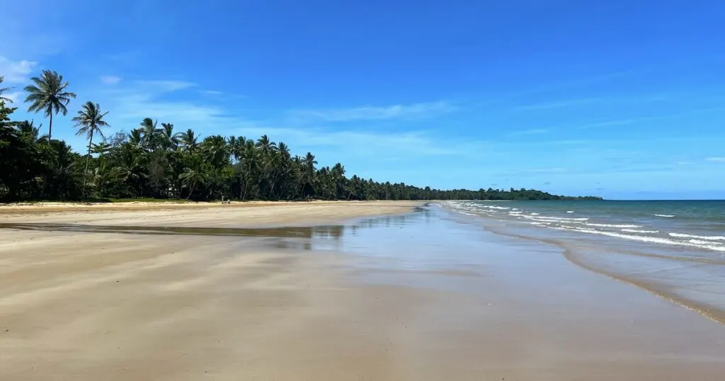 Golden sand and palm trees at Mission Beach.