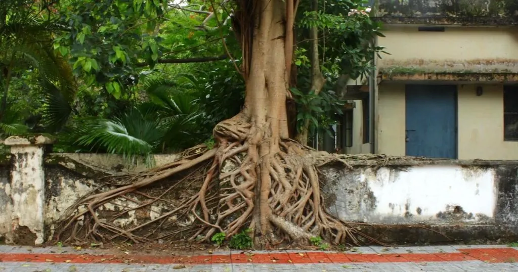 A large tree trunk has grown around a wall in Fort Kochi.