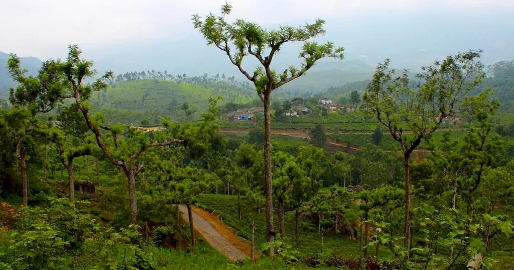 Slopes with tea leaves in Munnar, Kerala.