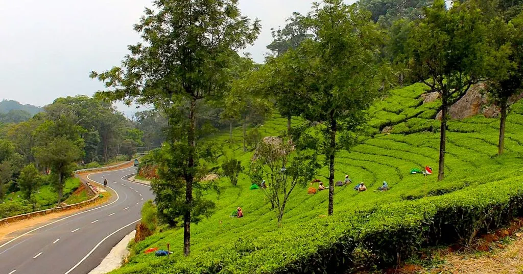 Tea pickers work in green tea-leaf bushes at the side of a road in Munnar.