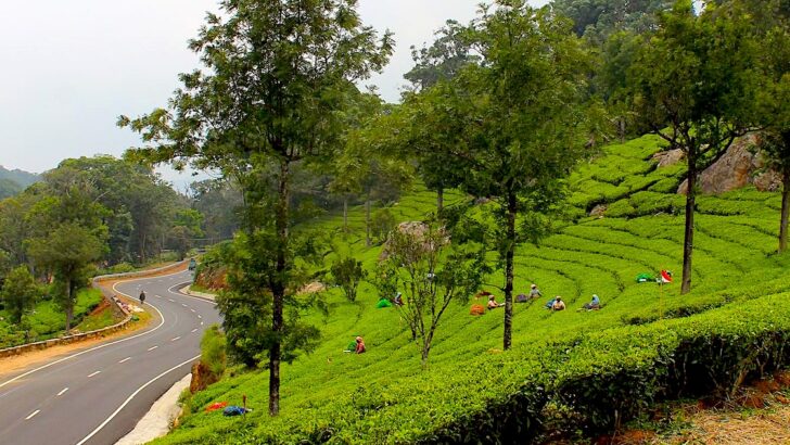 Tea pickers work in green tea-leaf bushes at the side of a road in Munnar.