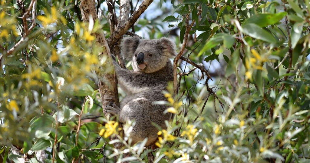 A koala resting in the trees on Magnetic Island in Queensland.