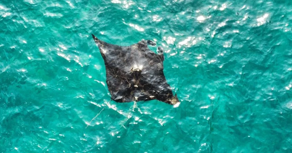 A manta ray floats near the ocean surface in Nusa Penida.