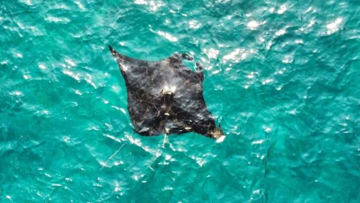 Manta Bay Nusa Penida: Exactly What to Expect When Snorkelling