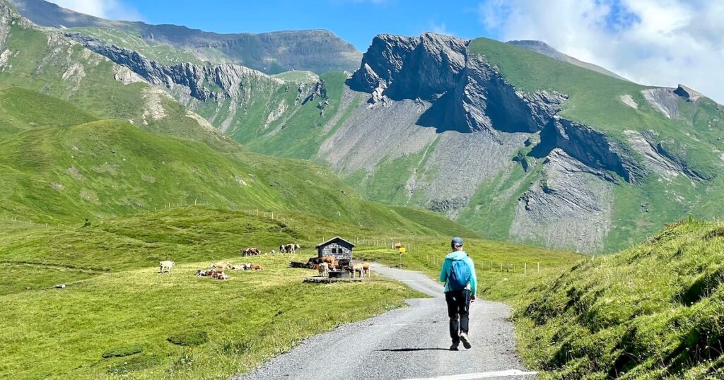 Hiker walking along a mountain path past grazing cows with rugged green alpine peaks in the background.