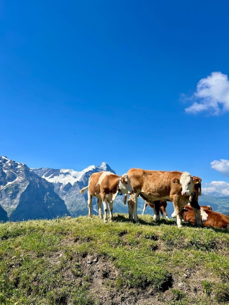 Brown and white cows grazing on a grassy hillside with snow-capped Alpine mountains under a clear blue sky.